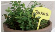 NAT6020317 Nature Plaatetiketten geel 10 stuks - 12,5 cm Deze plaatetiketten kunt u gebruiken in uw (moes)tuin.
Zo kunt u bloemen, kruiden, planten,... van hun naam voorzien.
 Nature Plaatetiketten geel 10 stuks - 12,5 cm